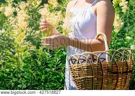Young Woman Herbalist Gathers Meadowsweet Inflorescences In A Basket In The Meadow