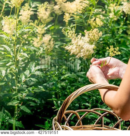Woman Herbalist`s Hands Gathers Meadowsweet Inflorescences In A Basket In The Meadow