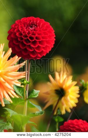 Blooming Dahlia And Chrysanthemum