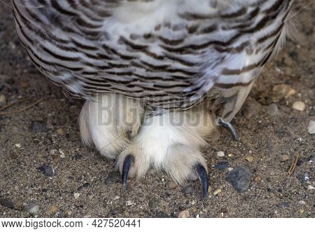 The Legs And Belly Of A Polar Owl Close-up. The Snowy Owl Stands On One Leg With Its Claws Spread. T