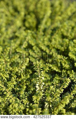 Darley Dale Heath - Latin Name - Erica * Darleyensis