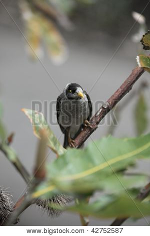 นก