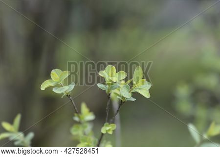 Small-leaved Honeysuckle Leaves - Latin Name - Lonicera Microphylla