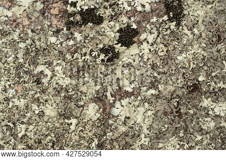 Lichen On A Bark Of A Tree. Textured Lichen On Bark Of A Tree In The Woods. Natural Textures. Lichen