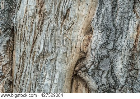 Hole In The Bark Of A Tree Close Up. Tree Trunk With Hollow. Tree Bark Texture Background. Dark Holl