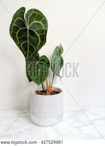 Anthurium Clarinervium Or White - Veined Anthurium In A Planter Against A White Background