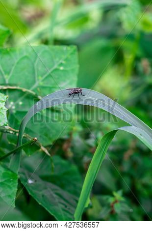 A Common Black Fly Sitting On A Wild Leaf In The Jungle
