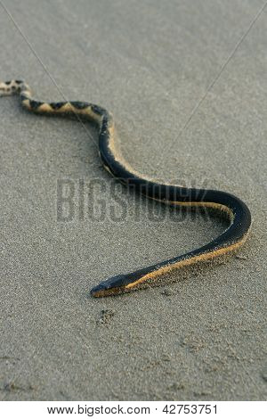 Serpente di mare su una spiaggia