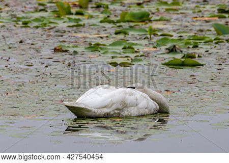 Trumpeter Swan (cygnus Buccinator) With Its Head Down Sleeping On The Water During The Daytime.