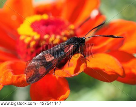 Six-spot Burnet Moth. Black Butterfly With Red Spots.   Zygaena Filipendulae Macro View. Moth On The