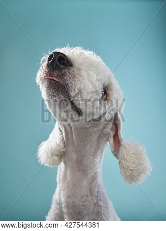 White Bedlington Terrier. Funny Breed Pet In Studio On A Blue Background. Happy Dog