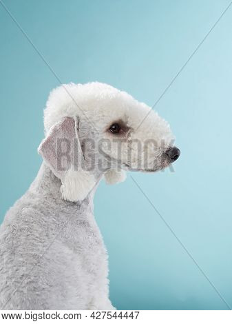White Bedlington Terrier. Funny Breed Pet In Studio On A Blue Background. Happy Dog