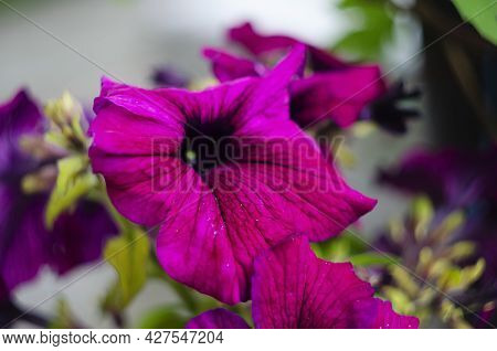A Nature Photo Is A Beautiful Petunia Flower. Plant Petunia Flower With Blooming Pink Petals. Pink P