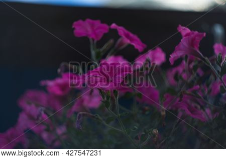 A Nature Photo Is A Beautiful Petunia Flower. Plant Petunia Flower With Blooming Pink Petals. Pink P