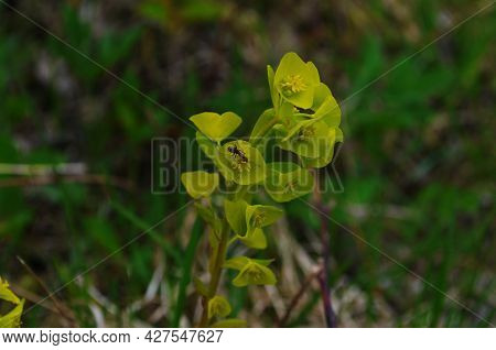 Euphorbia Flowering Evergreen Plant In A Garden.