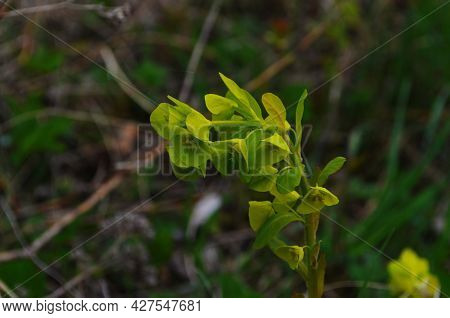 Euphorbia Flowering Evergreen Plant In A Garden.