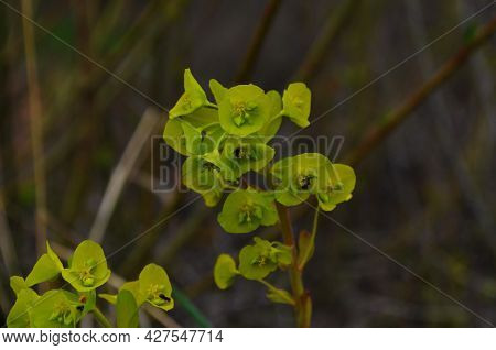 Euphorbia Flowering Evergreen Plant In A Garden.
