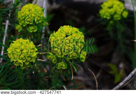 Euphorbia Flowering Evergreen Plant In A Garden.