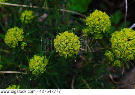Euphorbia Flowering Evergreen Plant In A Garden.