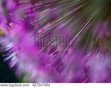 abstract purple giant allium flower