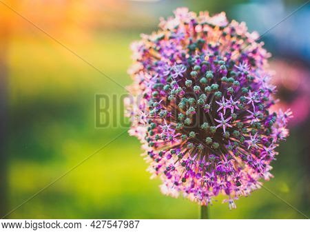 abstract purple giant allium flower