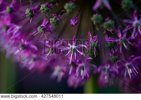 abstract purple giant allium flower