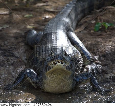 Closeup Of Black Caiman (melanosuchus Niger) On Riverbank Looking At Camera Pampas Del Yacuma, Boliv