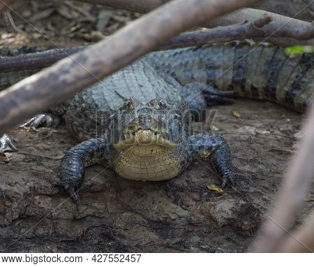 Closeup Of Black Caiman (melanosuchus Niger) Camouflaged By Branches On Riverbank Pampas Del Yacuma,