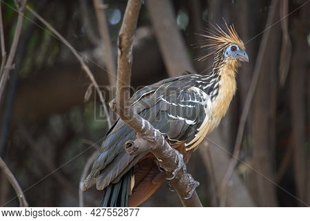 Bizarre Colorful Hoatzin (opisthocomus Hoazin) Sitting On Branch With Focus On Eye Pampas Del Yacuma