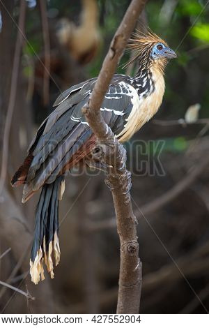 Bizarre Colorful Hoatzin (opisthocomus Hoazin) Sitting On Branch Pampas Del Yacuma, Bolivia.