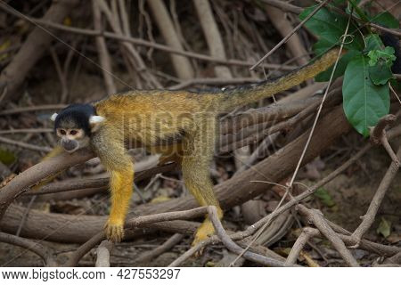 Closeup Portrait Of Golden Squirrel Monkey (saimiri Sciureus) Resting On Branch Pampas Del Yacuma, B