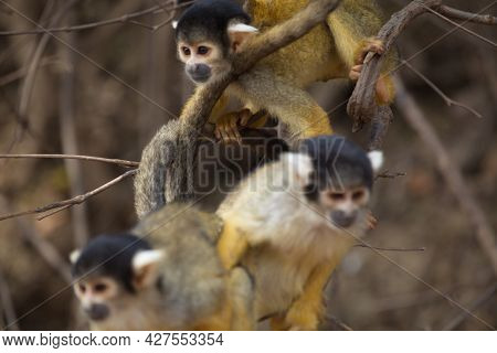 Closeup Portrait Of Group Of Golden Squirrel Monkey (saimiri Sciureus) Playing On Branch Pampas Del 