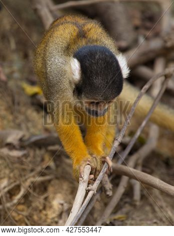 Closeup Portrait Of Cute Baby Golden Squirrel Monkey (saimiri Sciureus) Staring At Ground From Close