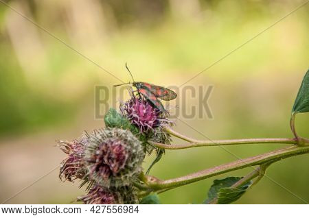 Blooming medicinal plant burdock. Arctium lappa commonly called greater burdock.