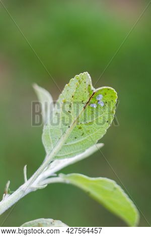 Mealybug And Aphids On A Green Leaf Of A Fruit Tree In The Garden. Pest Control And Plant Care.