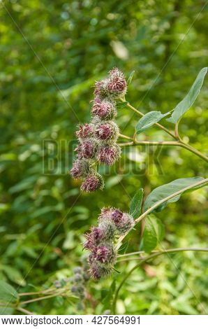 Blooming medicinal plant burdock. Arctium lappa commonly called greater burdock.