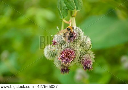 Blooming medicinal plant burdock. Arctium lappa commonly called greater burdock.