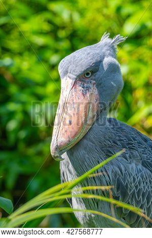 Shoebill, Balaeniceps Rex, Aka Whalehead, Whale-headed Stork Or Shoe-billed Stork.