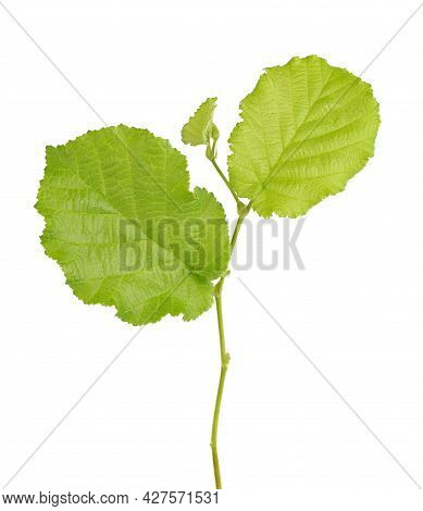 Green Hazelnut Leaves Isolated On White Background. Fresh Green Hazel Leaf.