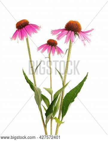 Echinacea Purpurea Flowers Isolated On White Background. Medicinal Herbal Plant.