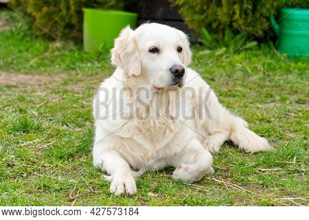 Labrodor, Retriever White Dog Lying Down In The Grass And Looking Forward