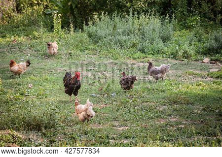 Selective Blur On A Brown Rooster, Or Cock, Standing In The Middle Of A Farmyard, Surrounded By Youn