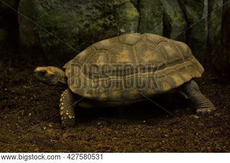 Yellow-footed Tortoise, Brazilian Giant Tortoise (chelonoidis Denticulatus).