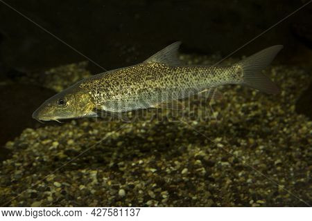 The European Barbel (barbus Barbus) In Aquarium.