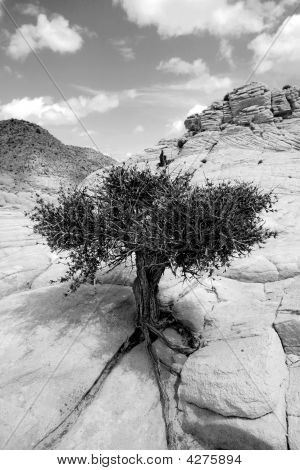 Close Up sulle rocce con un piccolo albero - bianco e nero
