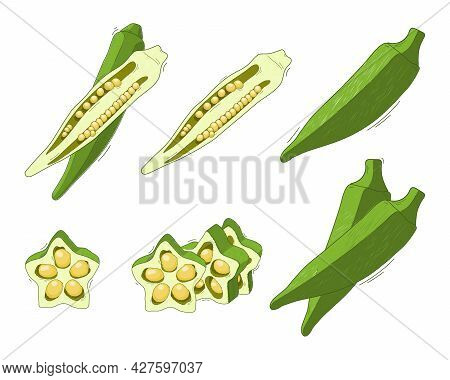 Vector Set Illustration, Vegetable Abelmos Okra Gombo On White Background.
