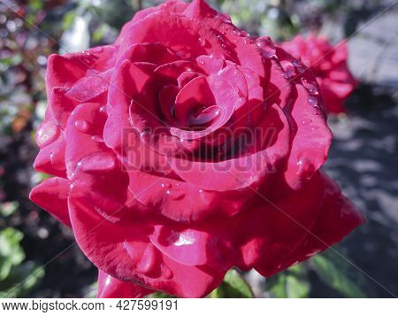 Pink Rose In Dew Drops Shining In The Sun Close-up