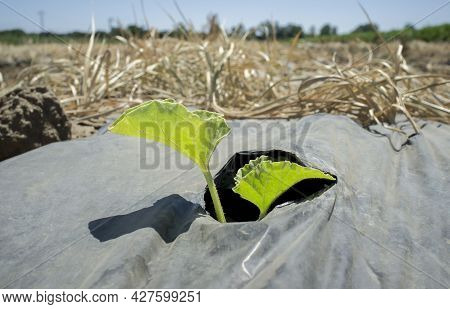 Young Plant Sprouting Through The Hole Of Protective Plastic. Sprout Santa Claus Melon Or Piel De Sa