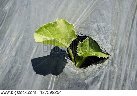 Young Plant Sprouting Through The Hole Of Protective Plastic. Sprout Santa Claus Melon Or Piel De Sa