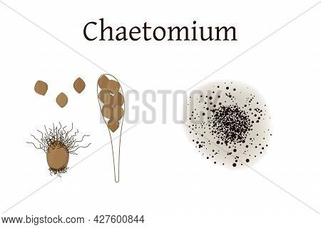 Chaetomium Mold Vector Illustration Isolated On White Background.